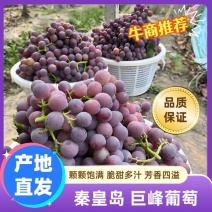 红巨峰葡萄大量供应中对接市场档口商超一条龙服务欢迎来电