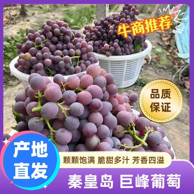红巨峰葡萄大量供应中对接市场档口商超一条龙服务欢迎来电