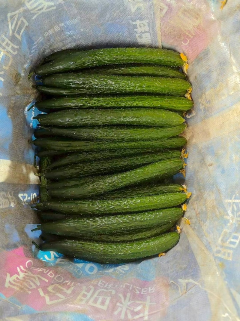 云南高原青瓜。