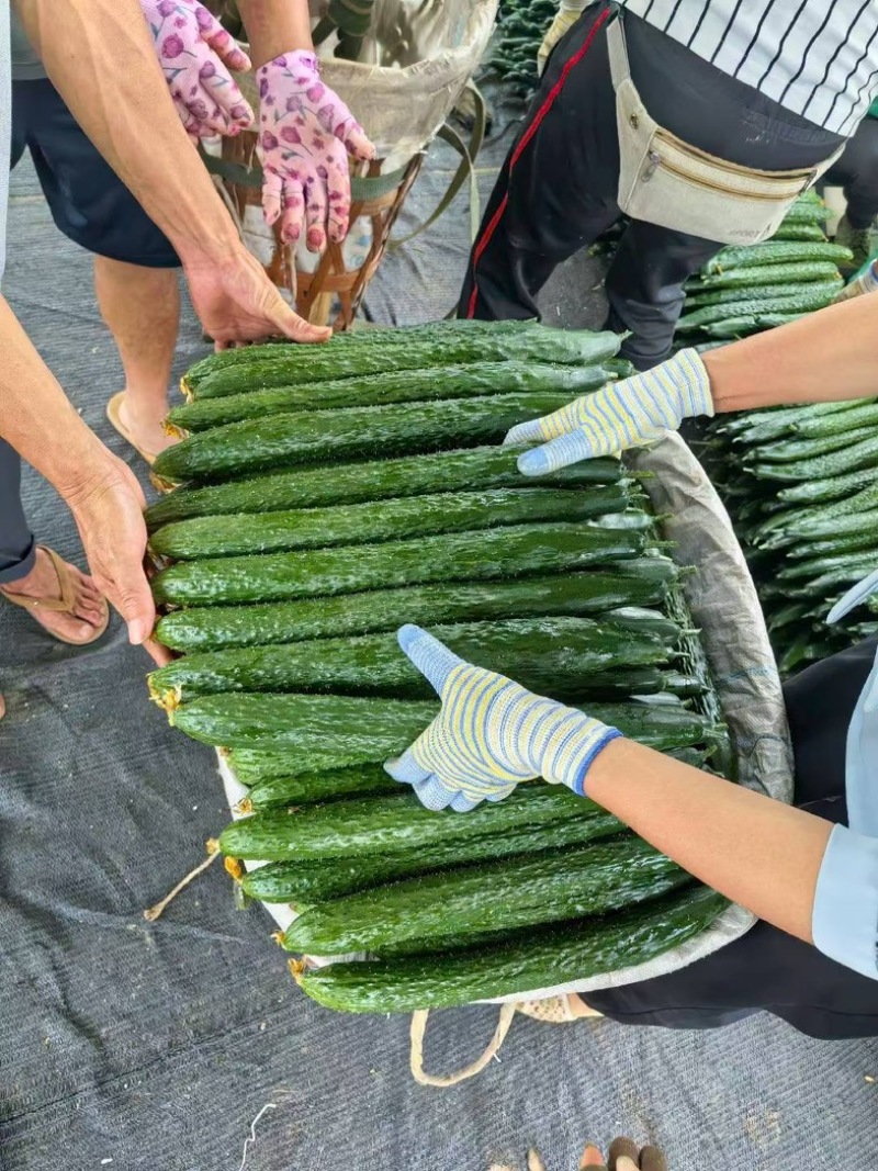 云南高原青瓜。
