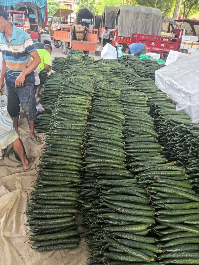云南高原青瓜。