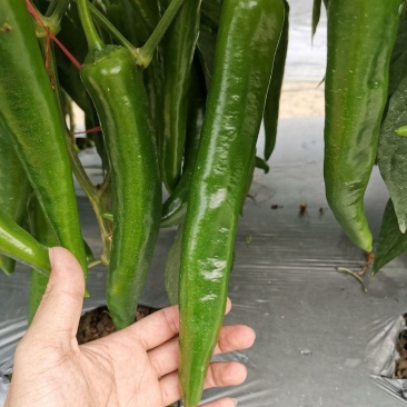 萧美618辣椒种子高产果实深绿色辣味中等肉厚品质优辣