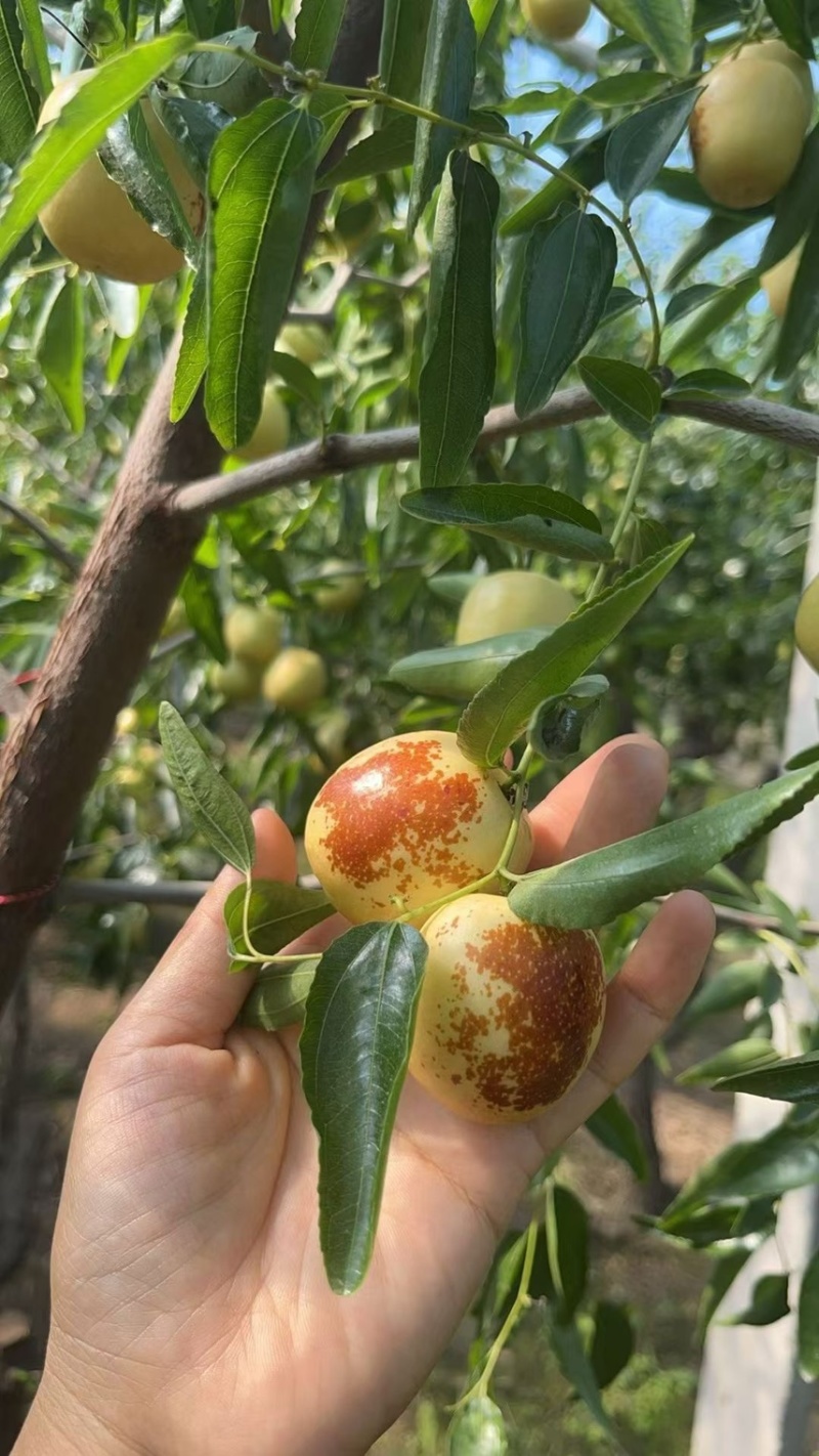 自家果园种植冬枣，5斤一箱，包邮，支持一件代发