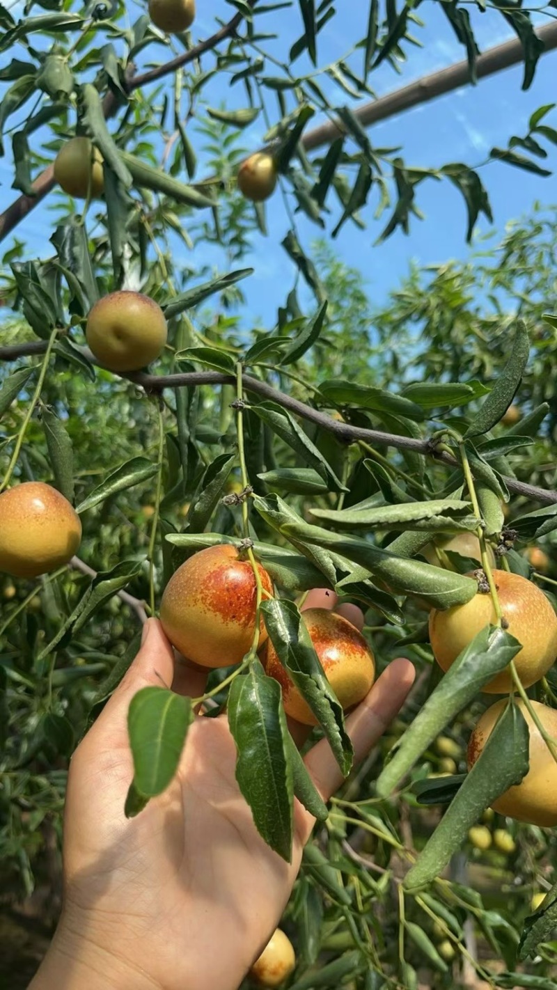 自家果园种植冬枣，5斤一箱，包邮，支持一件代发