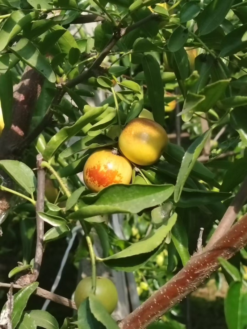 自家果园种植冬枣，5斤一箱，包邮，支持一件代发