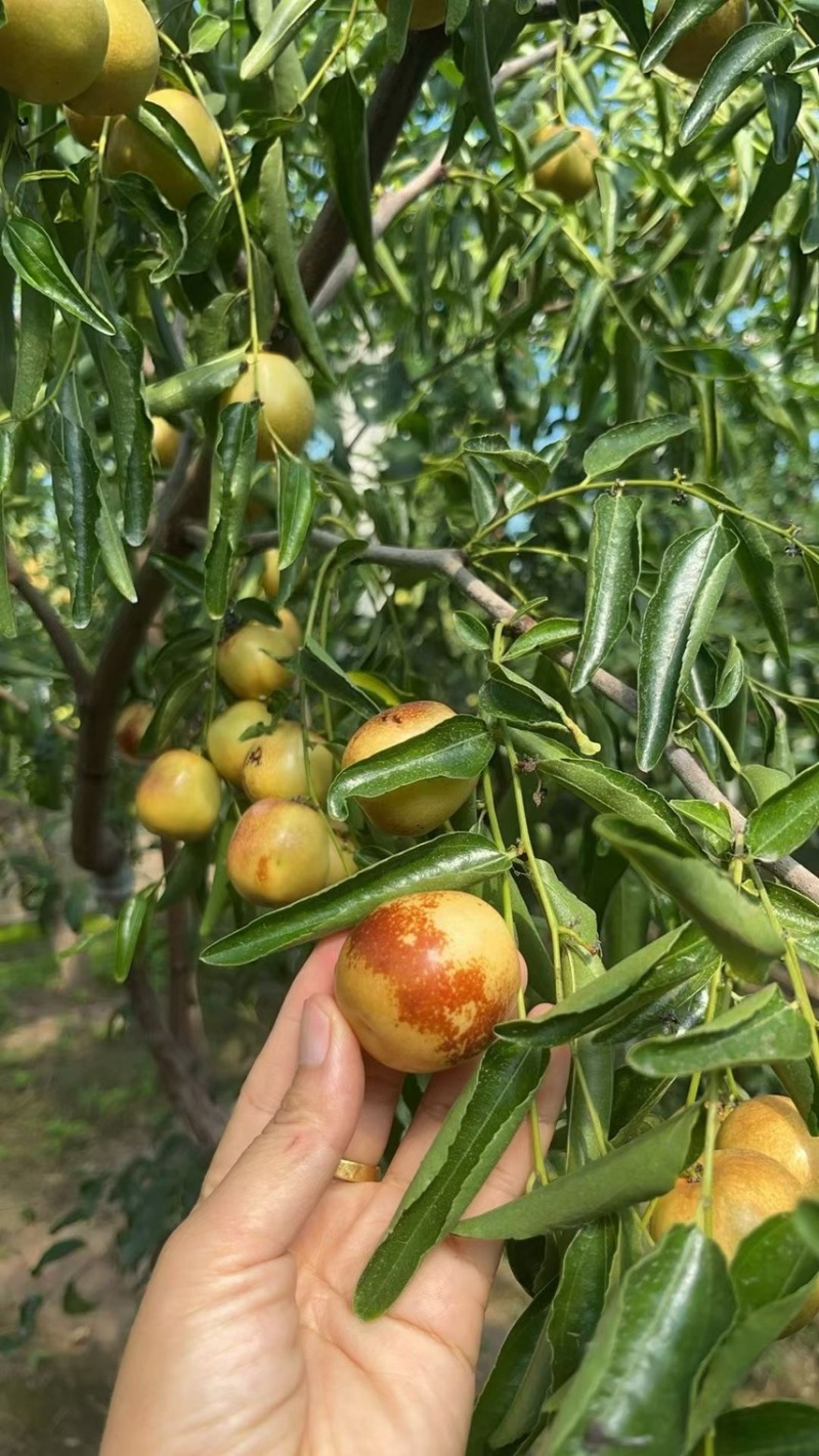 自家果园种植冬枣，5斤一箱，包邮，支持一件代发