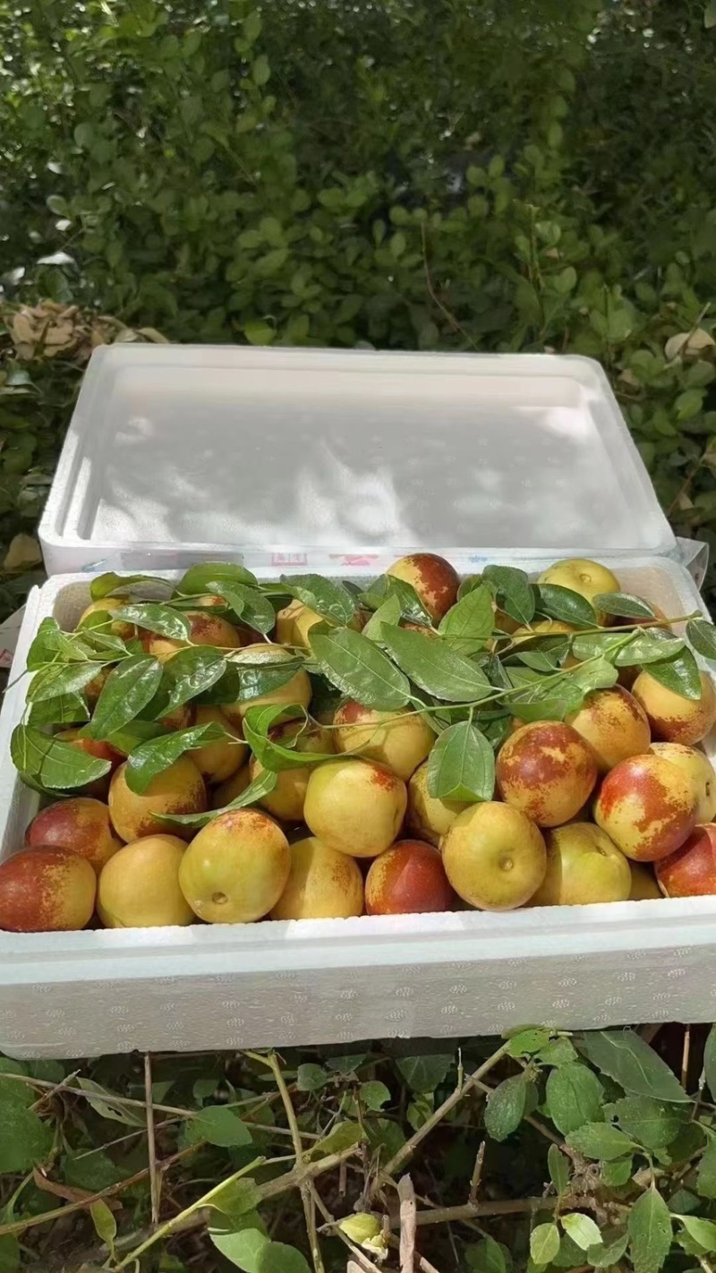 自家果园种植冬枣，5斤一箱，包邮，支持一件代发