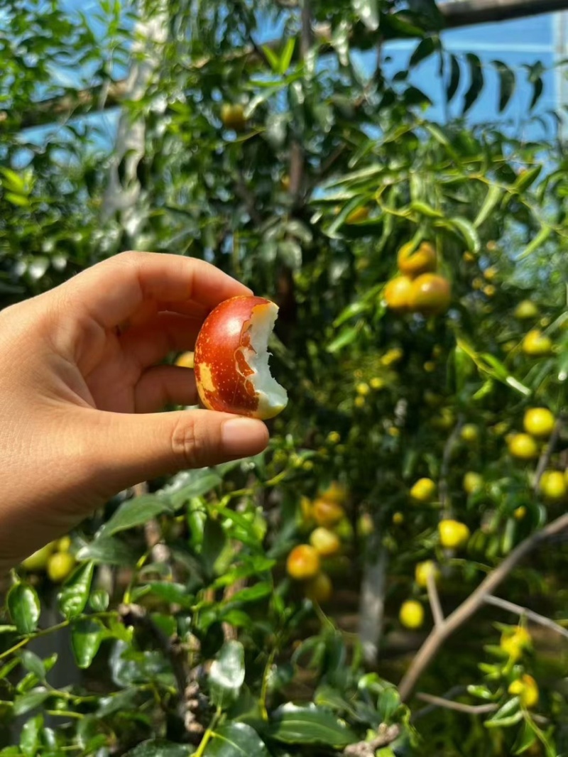 自家果园种植冬枣，5斤一箱，包邮，支持一件代发