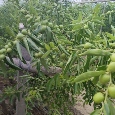 庙上冬枣产业基地