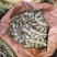 冬粉薯，可日供500~3000斤，500斤起发货。