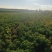 长白山寒地红菇娘灯笼果种根种植基地直发可视频看货