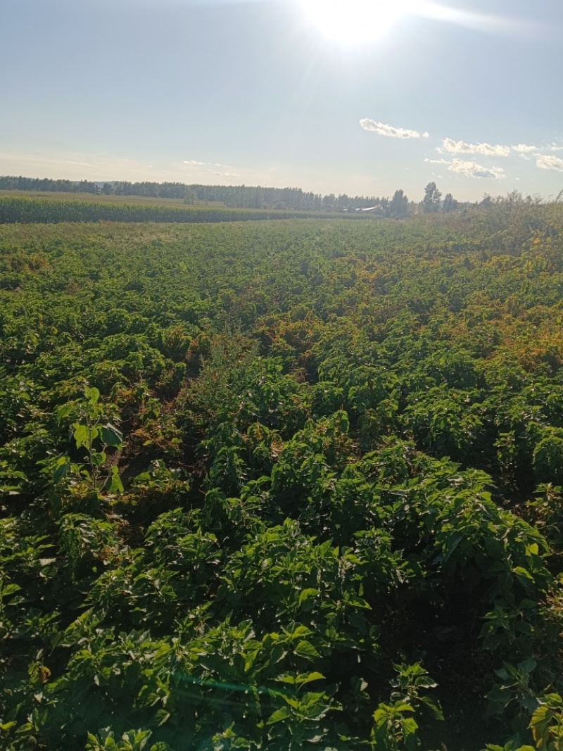 长白山寒地红菇娘灯笼果种根种植基地直发可视频看货