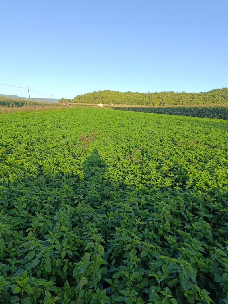 长白山寒地红菇娘灯笼果种根种植基地直发可视频看货