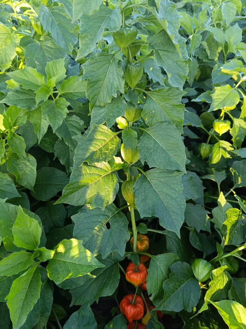 长白山寒地红菇娘灯笼果种根种植基地直发可视频看货