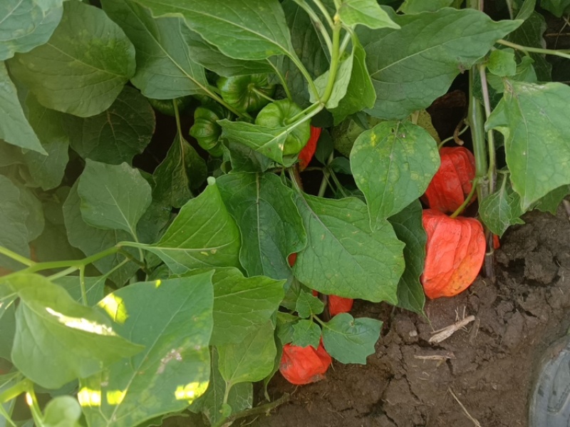 灯笼果长白山灯笼果红菇娘种根品质高免费提供种植技术