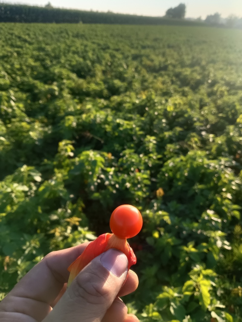 灯笼果长白山灯笼果红菇娘种根品质高免费提供种植技术