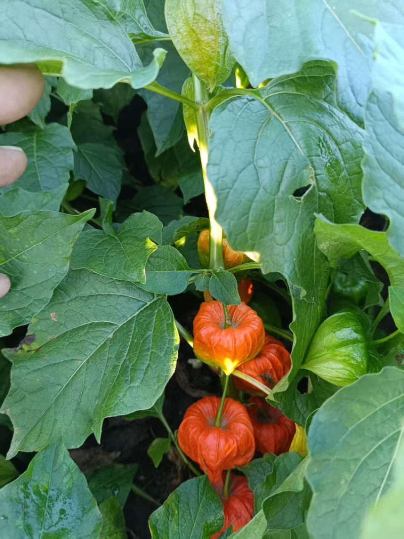 灯笼果长白山灯笼果红菇娘种根品质高免费提供种植技术