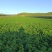 灯笼果长白山灯笼果红菇娘种根品质高免费提供种植技术