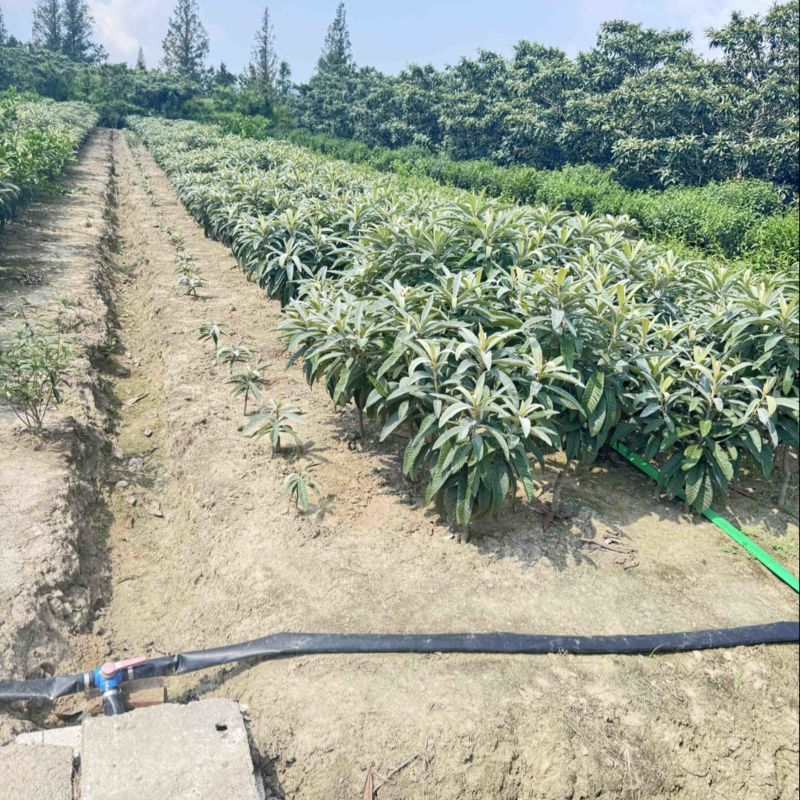 苏州东山白玉枇杷苗