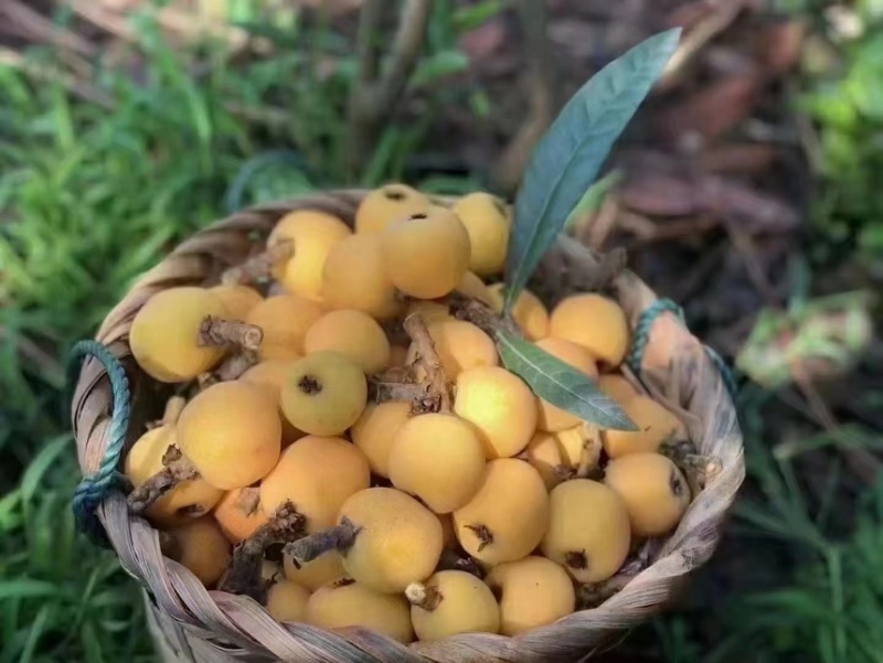苏州东山白玉枇杷苗