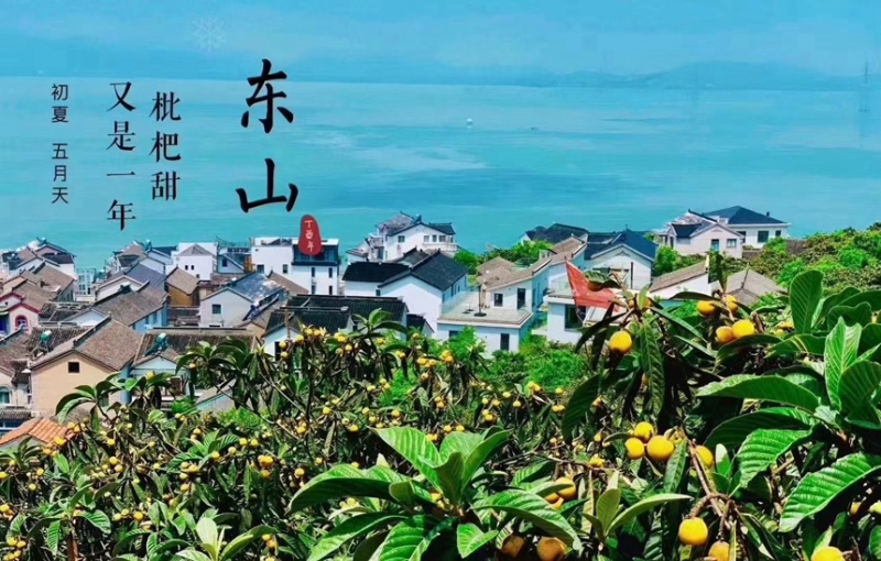 苏州东山白玉枇杷苗