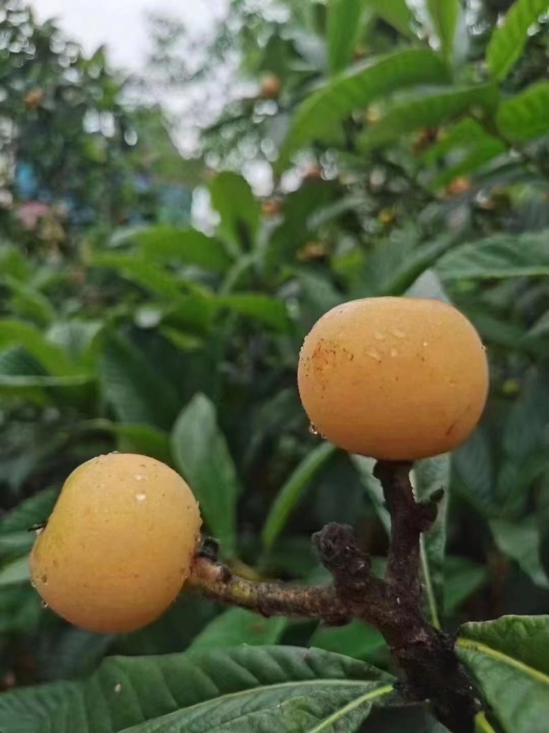 苏州东山白玉枇杷苗