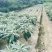 苏州东山白玉枇杷苗