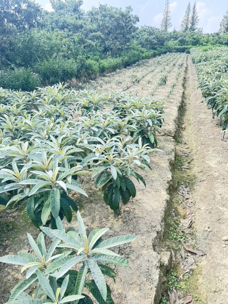 苏州东山白玉枇杷苗