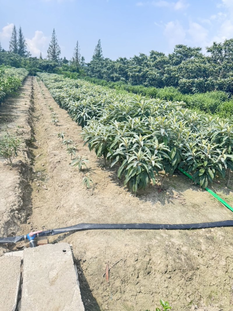 苏州东山白玉枇杷苗