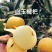 苏州东山白玉枇杷苗