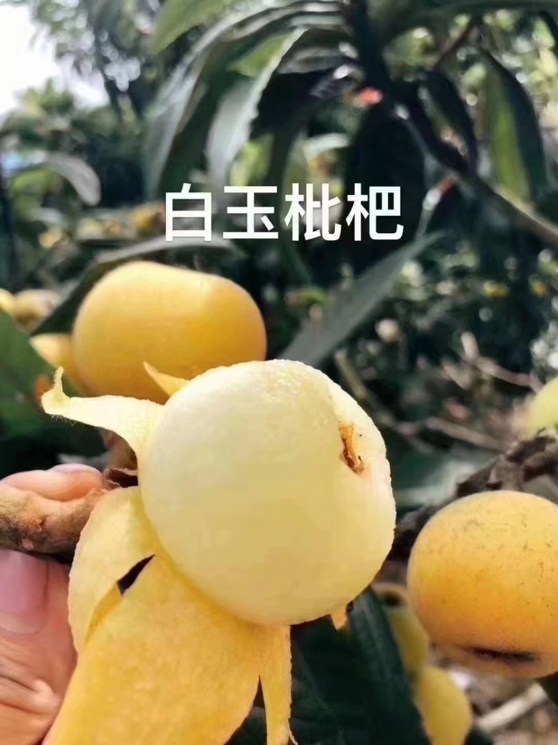 苏州东山白玉枇杷苗