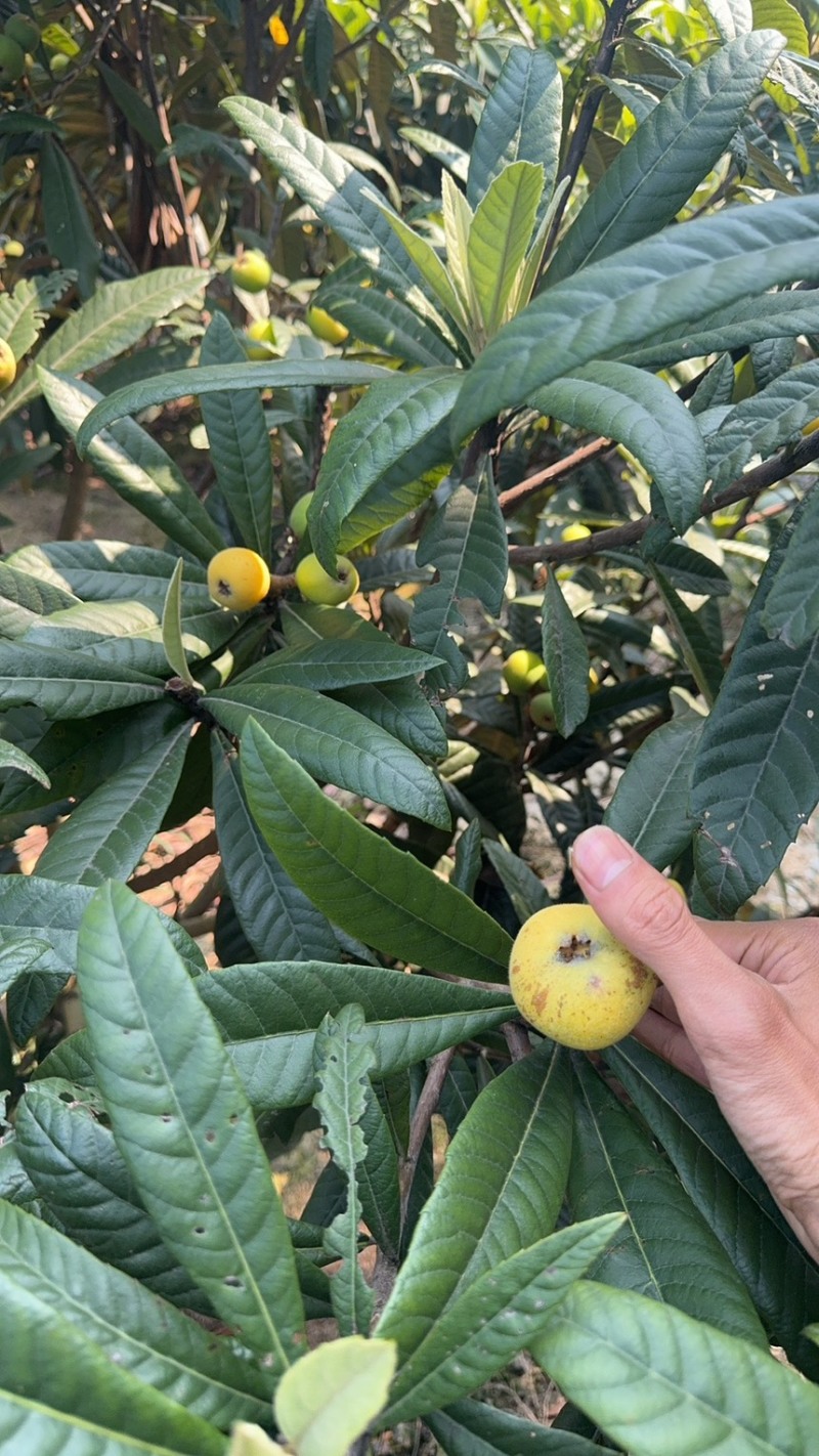 苏州东山白玉枇杷苗