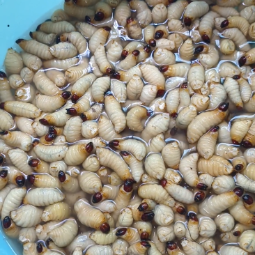 基地竹笋虫批发200斤起。甲壳虫，虫茧批发200只起。