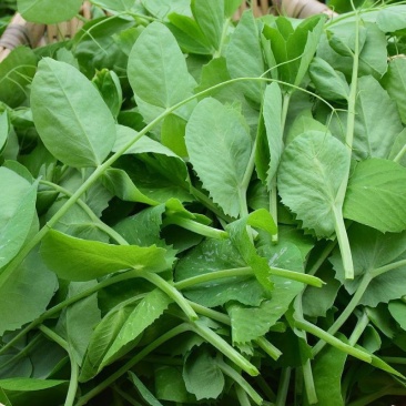 四季芽苗菜鲜嫩无须嫩豌豆苗种子四季可播种适应性强耐寒抗病