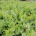 四季芽苗菜鲜嫩无须嫩豌豆苗种子四季可播种适应性强耐寒抗病