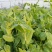 四季芽苗菜鲜嫩无须嫩豌豆苗种子四季可播种适应性强耐寒抗病