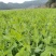 四季芽苗菜鲜嫩无须嫩豌豆苗种子四季可播种适应性强耐寒抗病