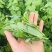 四季芽苗菜鲜嫩无须嫩豌豆苗种子四季可播种适应性强耐寒抗病