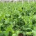 四季芽苗菜鲜嫩无须嫩豌豆苗种子四季可播种适应性强耐寒抗病