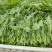 四季芽苗菜鲜嫩无须嫩豌豆苗种子四季可播种适应性强耐寒抗病