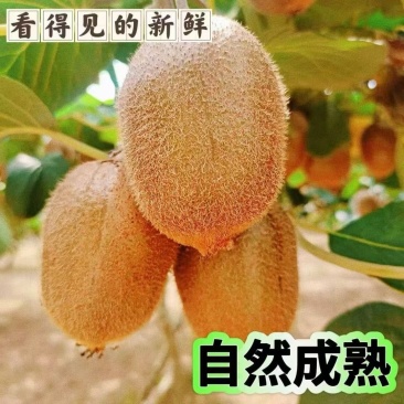 陕西眉县绿心徐香猕猴桃