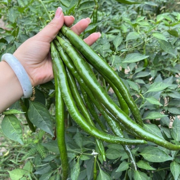丰胜118线椒种子高产早熟辣味适中特长尖辣椒基地优质品种