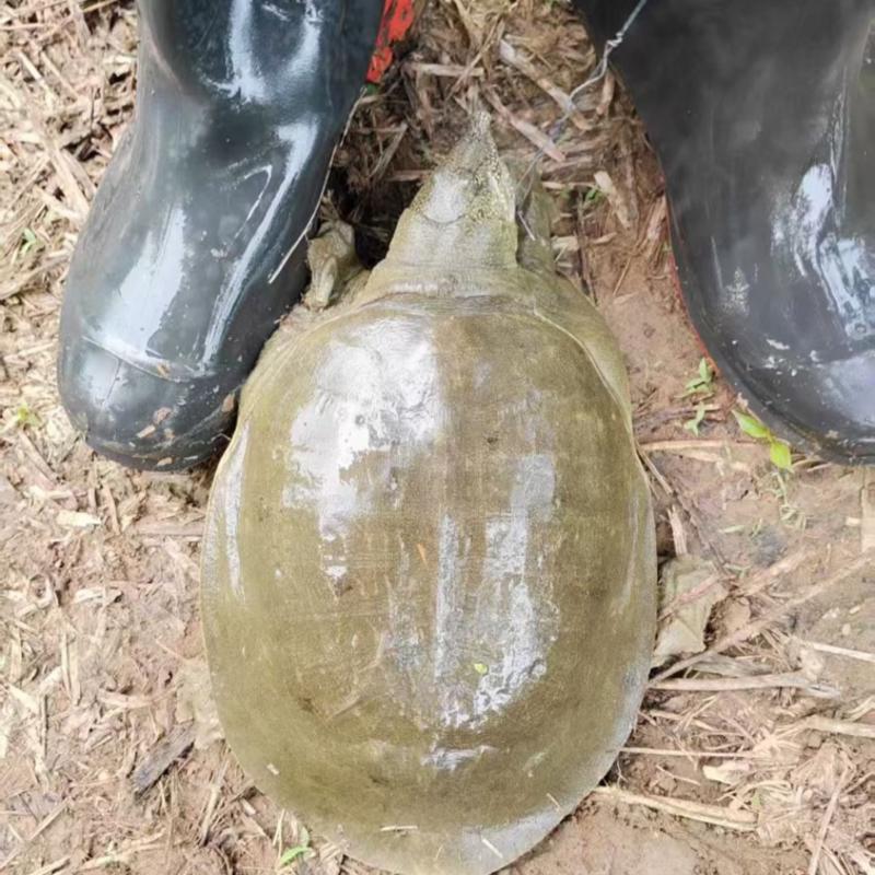 正宗甲鱼