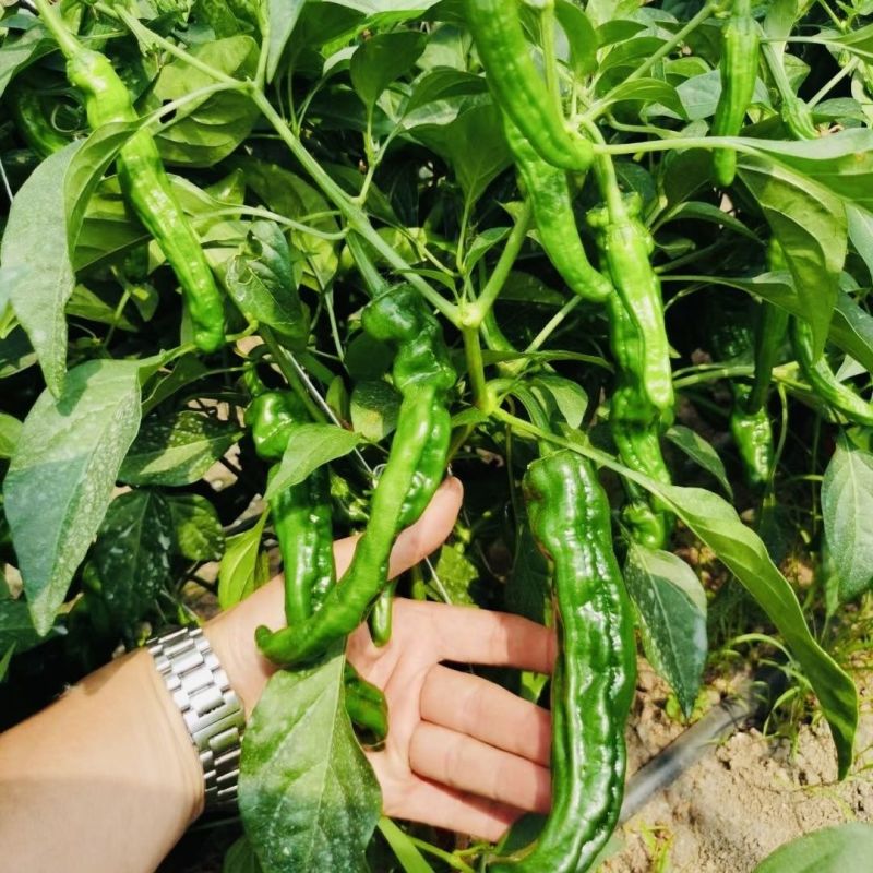 赣辣皱皮501辣椒种子早熟杂交味辣薄皮皱皮椒种籽春秋