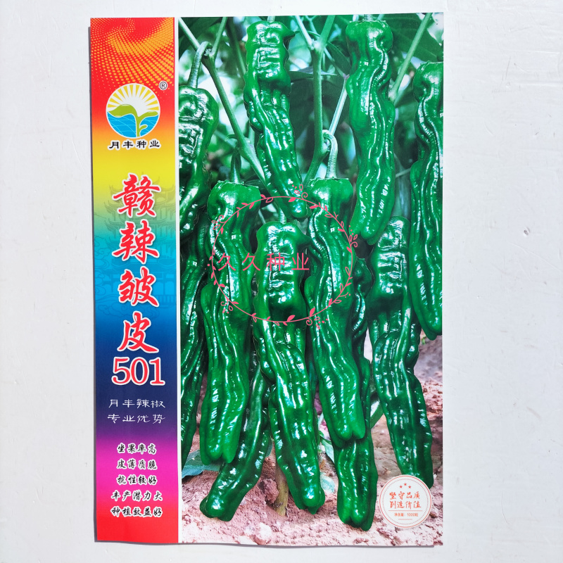 赣辣皱皮501辣椒种子早熟杂交味辣薄皮皱皮椒种籽春秋
