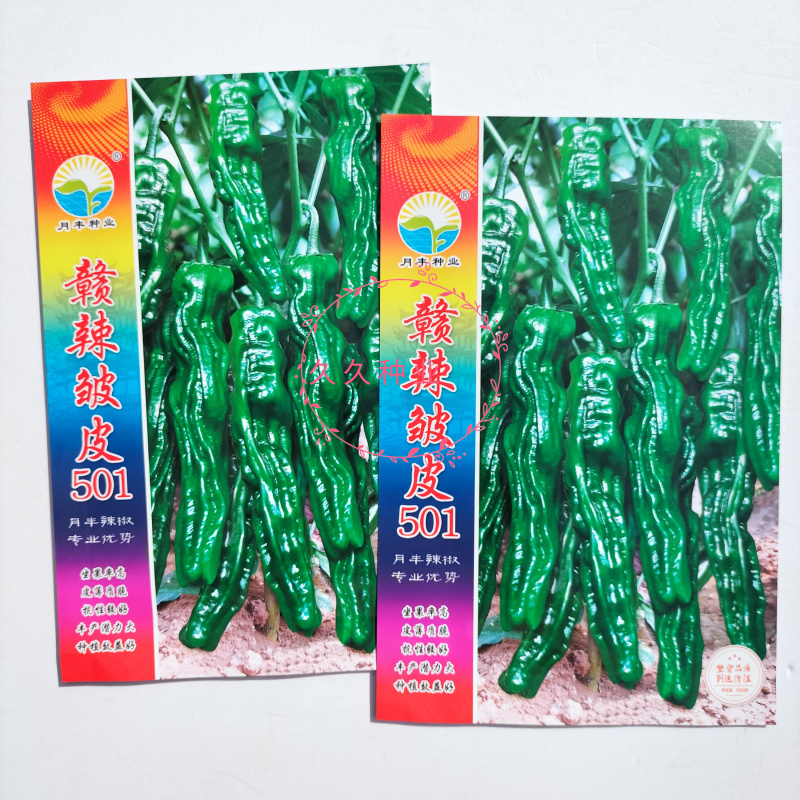 赣辣皱皮501辣椒种子早熟杂交味辣薄皮皱皮椒种籽春秋