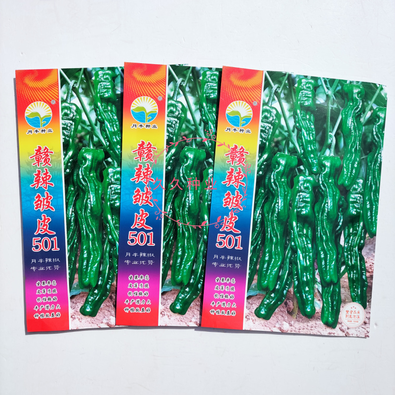赣辣皱皮501辣椒种子早熟杂交味辣薄皮皱皮椒种籽春秋