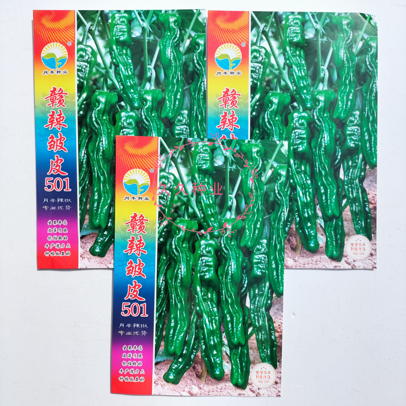 赣辣皱皮501辣椒种子早熟杂交味辣薄皮皱皮椒种籽春秋