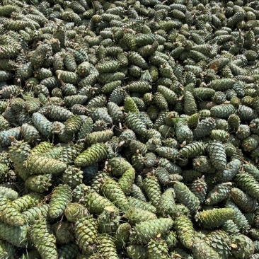 云南大理松包大量上市价格优惠