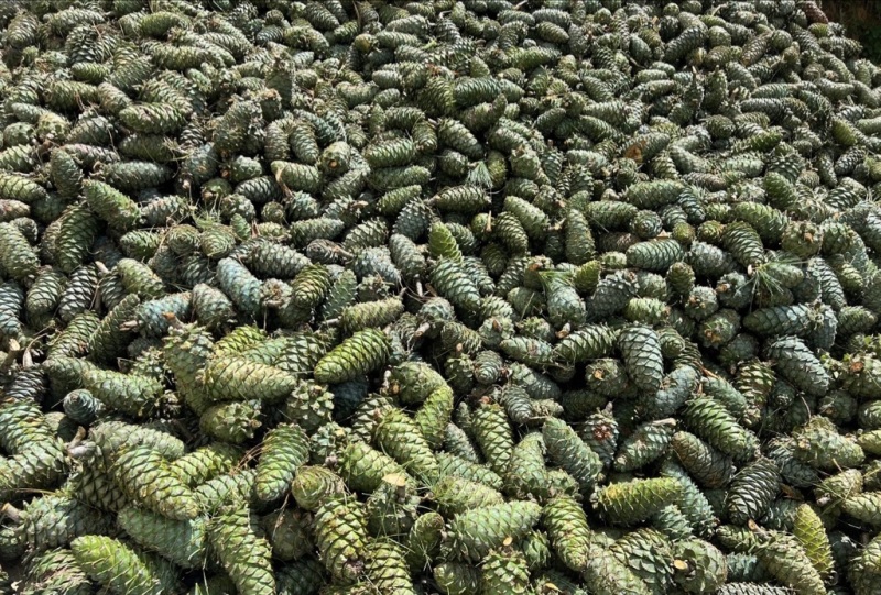云南大理松包大量上市价格优惠